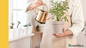 Bedankje voor je kattenoppas of plantenverzorger: 9 originele ideeën