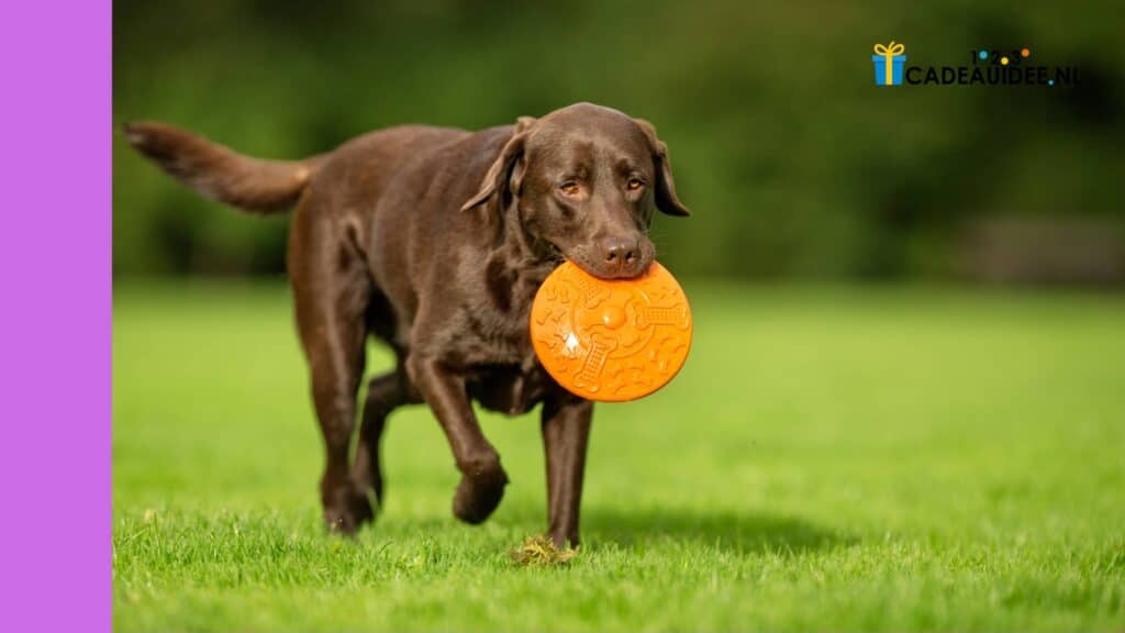 Leuke cadeaus voor dierendag