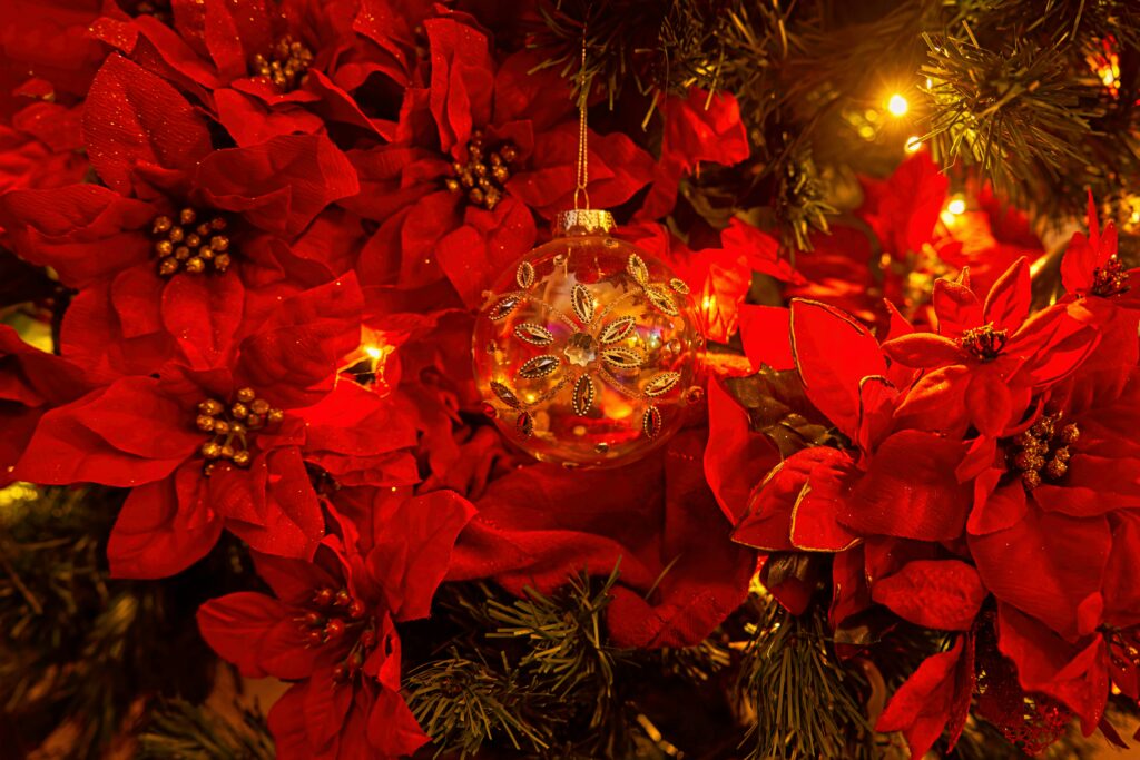 Kerst bloemen als het perfecte cadeau voor december 2 Rode kerststerren met een doorzichtige kerstbal en warme verlichting tussen dennentakken.